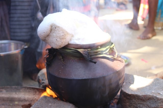 Pongal Vizha