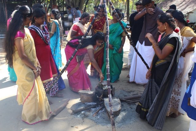 Pongal Vizha