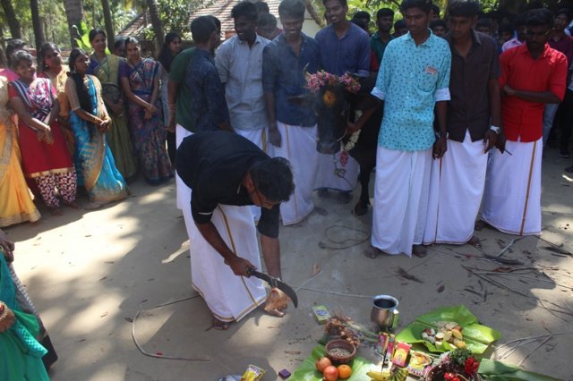 Pongal Vizha