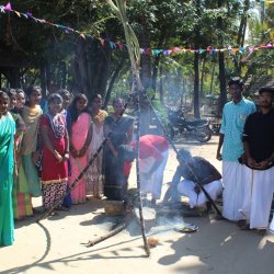 Pongal Vizha