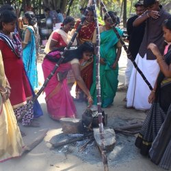 Pongal Vizha