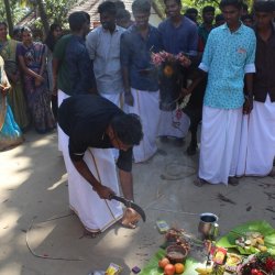 Pongal Vizha