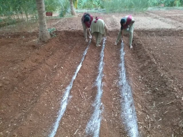 Crop cafeteria