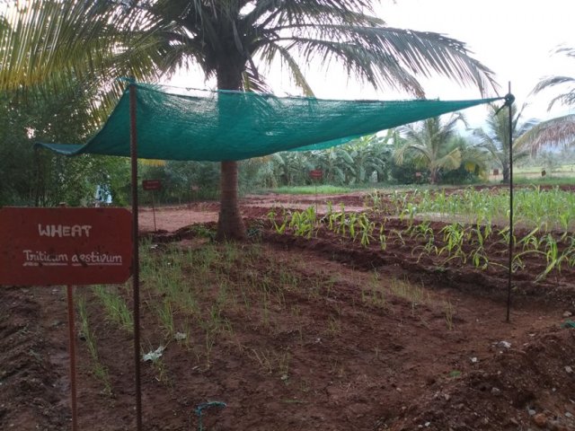 Crop cafeteria