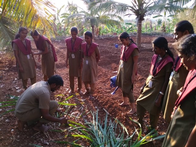 Crop cafeteria