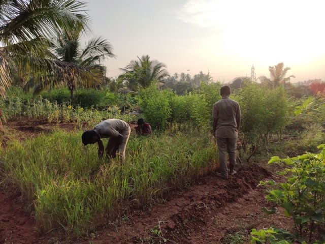 Crop cafeteria