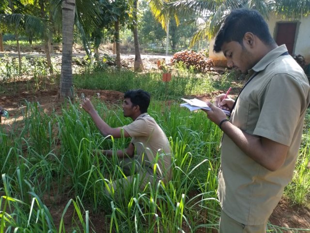 Crop cafeteria