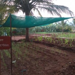 Crop cafeteria