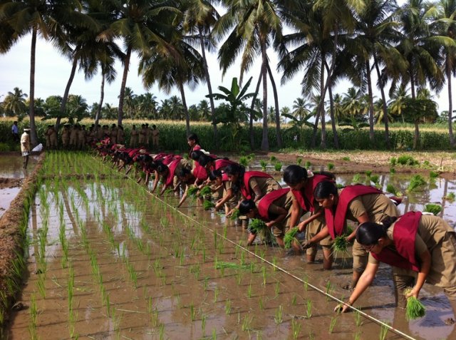 Crop Management